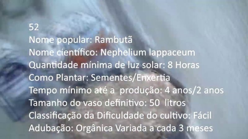 Rambuta (Nephelium lappaceum)