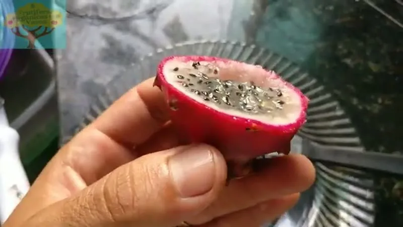 Muda de Saborosa Pytaya do serrado (Hylocereus sp.)