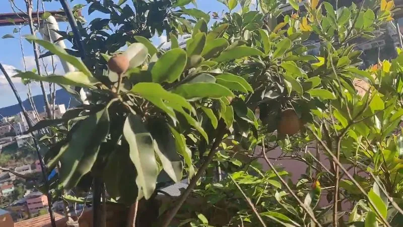 Muda de Sapoti (Manilkara zapota)