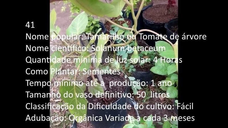 Tamarilho Tomate de arvore - imagem 2