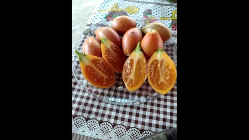 Tamarilho Tomate de arvore ()