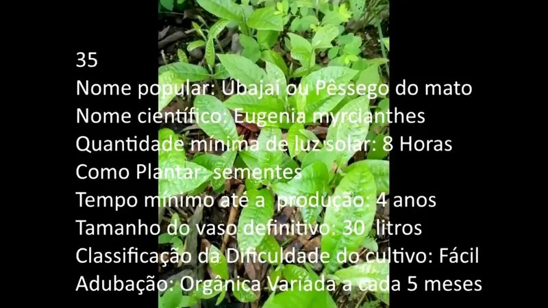 Ubajai Pessego do mato - imagem 2