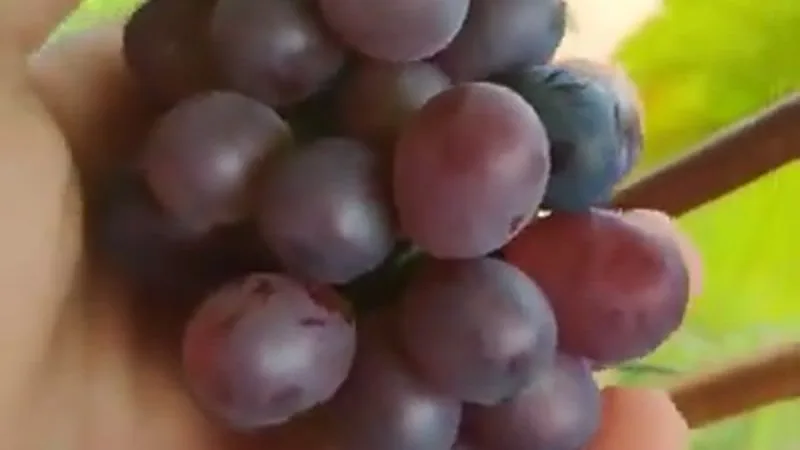 Muda de Uva BRS Vitoria (Vitis 'BRS Vitória')