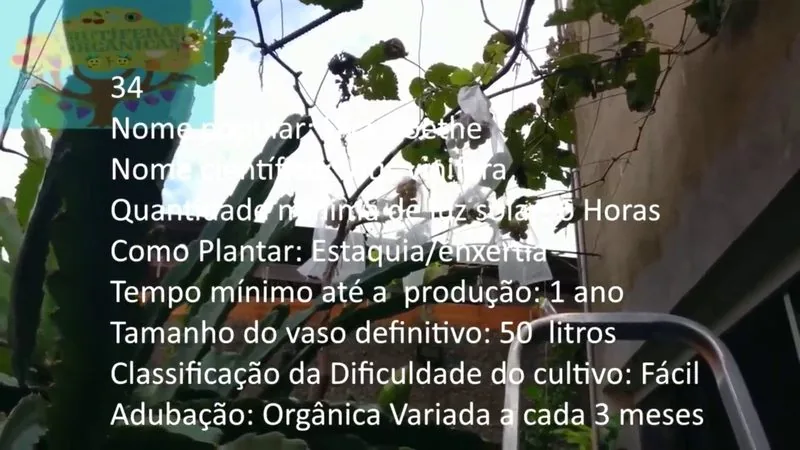 Uva Goethe - imagem 2