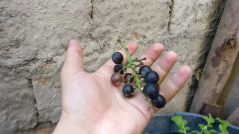 Uva Isabel (Vitis labrusca 'Isabel')